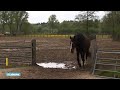 Paarden overlijden door onschuldig lijkende esdoorn - RTL NIEUWS