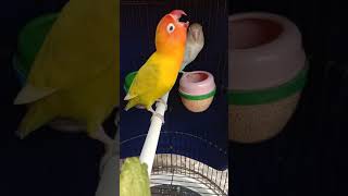 Download lagu LOVEBIRD KONSLET JANTAN MINOR MANGAP mp3