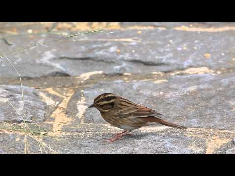 Strnádka tajgová (Emberiza tristrami) — video o speve a chove