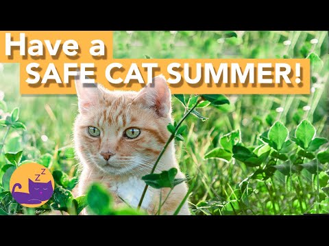 TOP 5 Things to Do For Your Cat This Summer! - *Prevent DEADLY Heat Stroke*