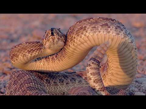 image-Do prairie rattlesnakes have predators?