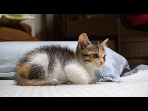 아기 고양이의 귀여운 하루.