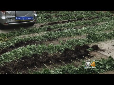 Federal Agents Raid Homes, Bust Several Large Illegal Marijuana Grows