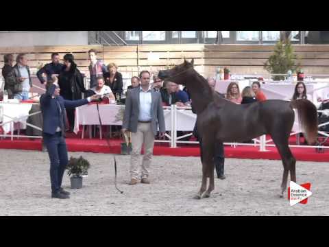 N.59 SHAGRAN ATHBAH - DEAUVILLE 2015 - Yearling Colts (Class 6A)