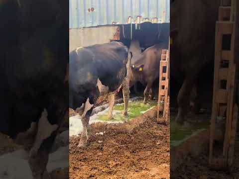 تعالوا نستفيد جميعا من هذه الطريقه لحمايه الابقار الداخليه من الابقار التي تخرج الى الحقول 😱