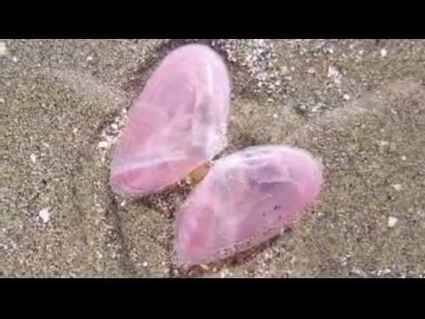 DENiZ KABUĞU - Belma ACUN