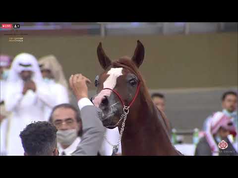 N 321 AMEER AL QIMMAH   23rd Qatar National Arabian Horse Show   Colts 2 Years Old Class 7B