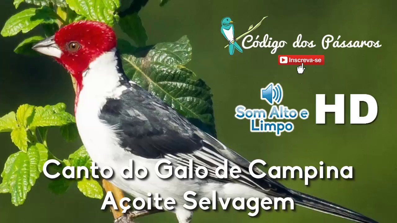 Canto do Galo de Campina Açoite Selvagem