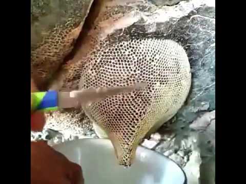 Honey 🐝amazing video