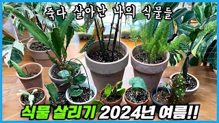 식물 살리기... 여름 폭염에 죽다 살아난 예쁜 식물 8종!!