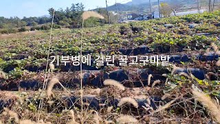 수확시기에  고구마밭 전체가 검게 변하며 죽는 기부병  예방방법