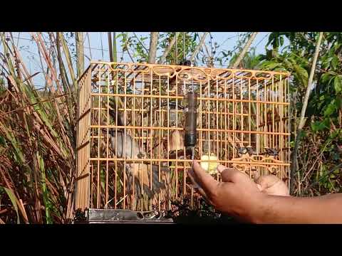 Trinca ferro javali entregando em aurora do para cetor do meu amigo zico