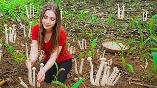 Mushroom Harvesting for Beginners! 🍄 How to Find Safe Mushroom Edible Fungi After the Rain