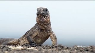 NEW PREMIERE DATE: Feb. 18th | Iguana vs Snake - Planet Earth II on BBC America