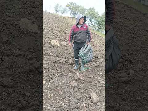 Sembrando Cebada #paramos #colta #siembraycosecha #cebada