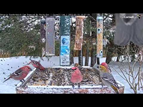 Nonstop Flying Finches | Colorful Grosbeaks And Redpolls Cover Ontario Feeders