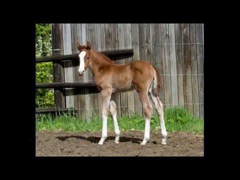 Stutfohlen v. Light My Fire - Royal Classic - For Keeps