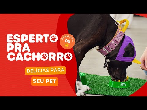 Esperto pra Cachorro - 5º Episódio