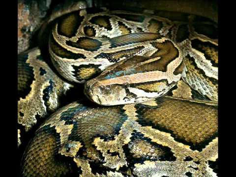 Padhyangan 6   Juragan Ular Pancen Oye