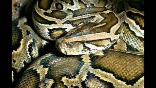 Download lagu Padhyangan 6   Juragan Ular Pancen Oye mp3