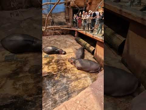 Africarium - ZOO Wrocław 🤍❤️ #zoo #zoowrocław