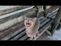 Gray Cat That Asks Me For Food By Meowing Is Very Hungry