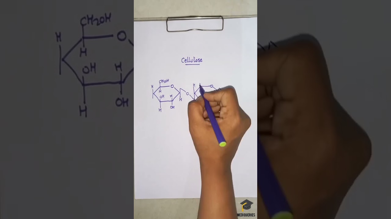 Structure of Cellulose || Carbohydrates || Medi Queries