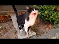 Tuxedo Cat Asking Me For Food With Constantly Sweet Meow