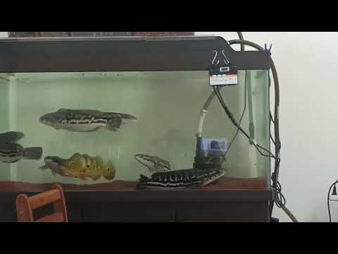 bass giant snakehead fighting aquarium