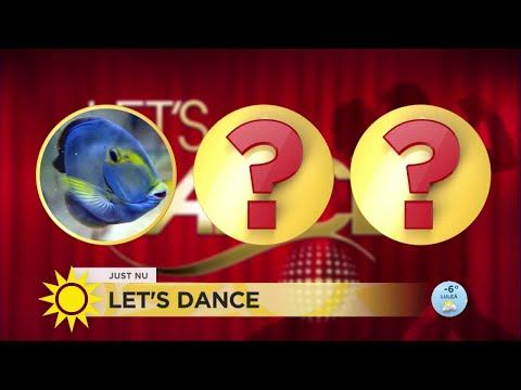 Vem är nästa deltagare i Let''s dance? Här är första ledtråden! - Nyhetsmorgon (TV4)