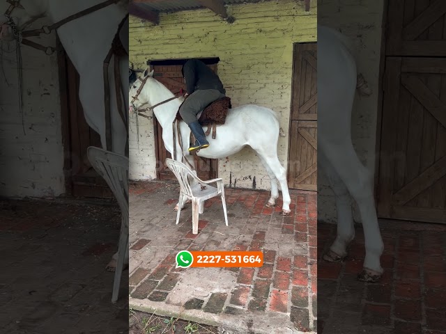 Vídeo relacionado con Sinmoe 3 Piezas Regalos de Caballos Just a Girl Who Loves Horses Diario Bolígrafo Llavero Artículos para Amantes de la Equitación Regalos de Cumpleaños y Navidad para Mujeres