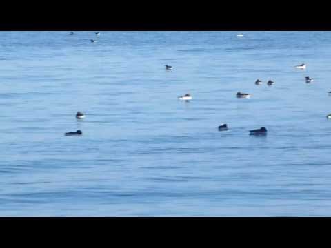 Anchored in the Shiant Islands, Outer Hebrides, Scotland