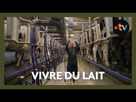 Vivre du lait, le difficile quotidien des éleveurs laitiers | Documentaire