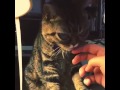 Кошка-инопланетянин покорила Instagram 
