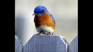 Bluebird-Buffalo Springfield