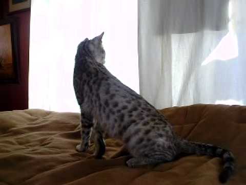 F2B Silver Savannah Cat Tiara of AlotaSpotSavannahs