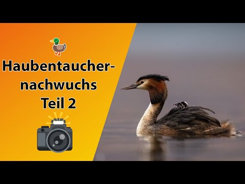 Haubentaucher mit Nachwuchs fotografieren - Schleienlöcher, Bodensee Teil 2
