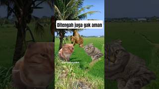 waduh untung saya ditengah #countryballs #edit #memes #animation #capcut #cat #kucingmeme#memengakak