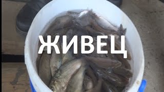 Какие жерлицы лучше на щуку