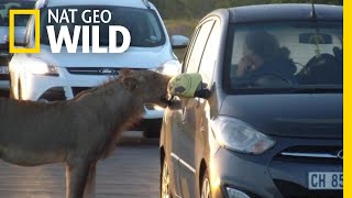 Curious Lion Bites Tourist's Car Door on Safari | Nat Geo Wild by Nat Geo WILD