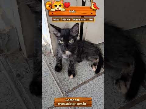 Vídeo de frida