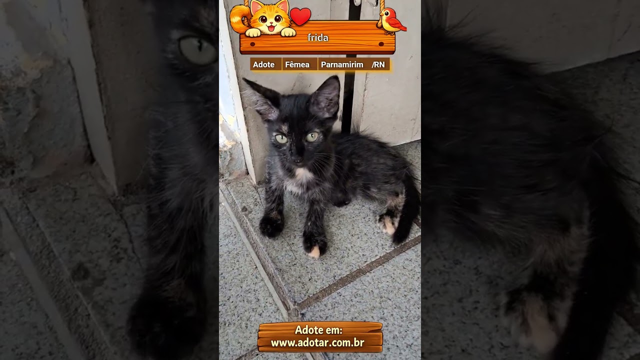 Gato raça Siamês idade 2 a 6 meses nome frida