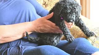 Video preview image #5 Goldendoodle Puppy For Sale in DES PLAINES, IL, USA