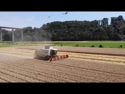 🌾 Weizen Ernte in Gümmenen, Schweiz