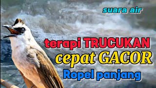 Download lagu Terapi gacor burung trucukan, suara air terapi burung anti stres, terapi air mp3