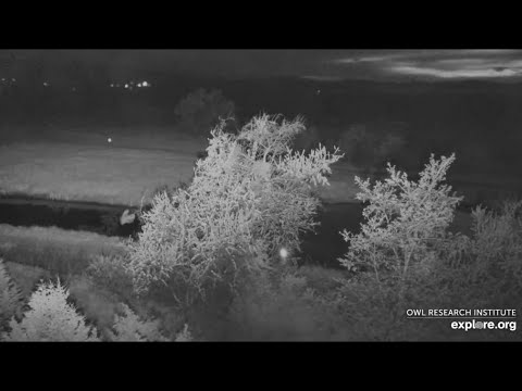 More Great Horned Owl family Activities on 6/2/2022 @Roger's Place