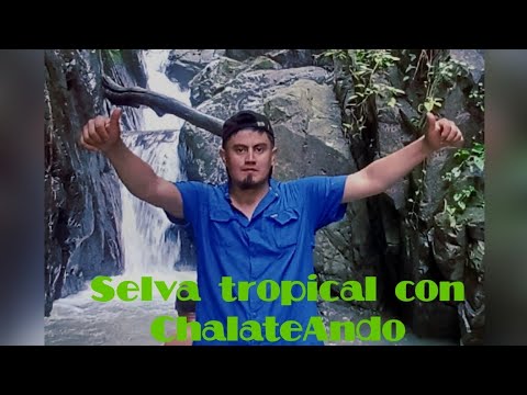 SELVA y un Río de CASCADAS, entre montañas en Distrito Agua Caliente. #video #viralvideo 
