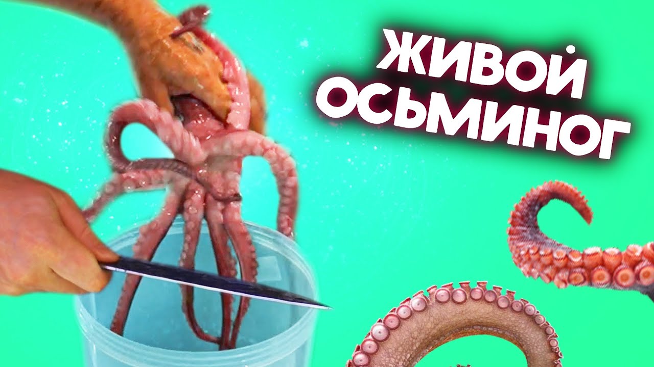 ПРОБУЕМ ЖИВОГО ОСЬМИНОГА! (Осторожно! Шок-контент)