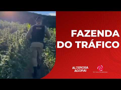 PLANTAÇÃO COM 30 MIL PÉS DE MACONHA É ENCONTRADA NO VALE DO JEQUITINHONHA