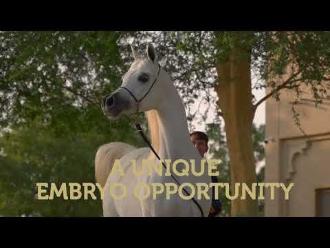 ELLE JAHARRA, Embryo Opportunity - KIAHF Auction 2024